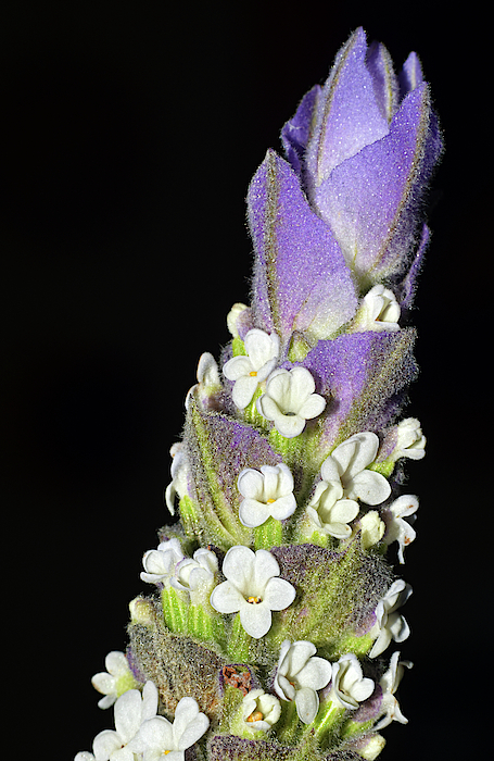 Lavender by Larah McElroy Lavender by Larah McElroy